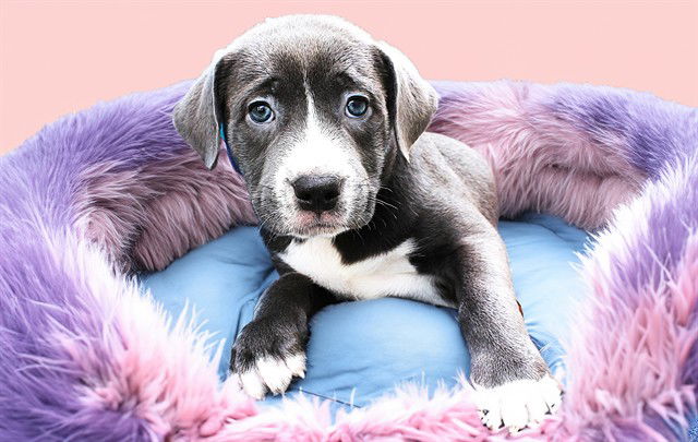 adoptable Dog in Fort Lauderdale, FL named BLU