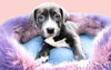 adoptable Dog in  named BLU