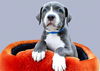 adoptable Dog in  named BEANO
