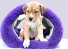 adoptable Dog in  named BACON