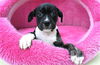 adoptable Dog in  named BREE
