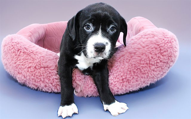 adoptable Dog in Fort Lauderdale, FL named BIANCA
