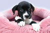 adoptable Dog in  named BOLLY
