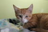 adoptable Cat in  named FRIDAY