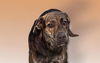 adoptable Dog in  named PANGO