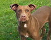 adoptable Dog in  named SQUIRREL