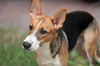 adoptable Dog in  named LUKE