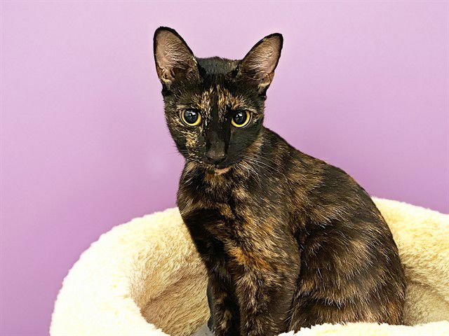 adoptable Cat in Fort Lauderdale, FL named SAPPHIRE