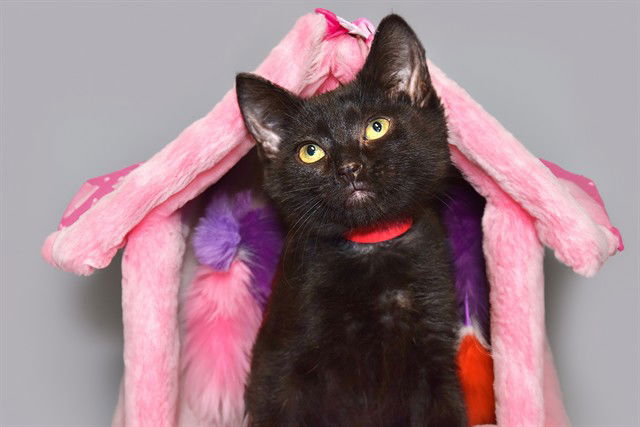 adoptable Cat in Fort Lauderdale, FL named MISTY