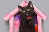 adoptable Cat in  named MISTY