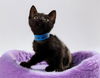 adoptable Cat in  named ASTAR
