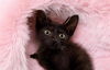 adoptable Cat in  named AJA