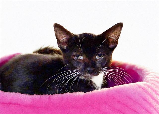 adoptable Cat in Fort Lauderdale, FL named SQUINTS