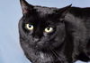 adoptable Cat in  named NAVI