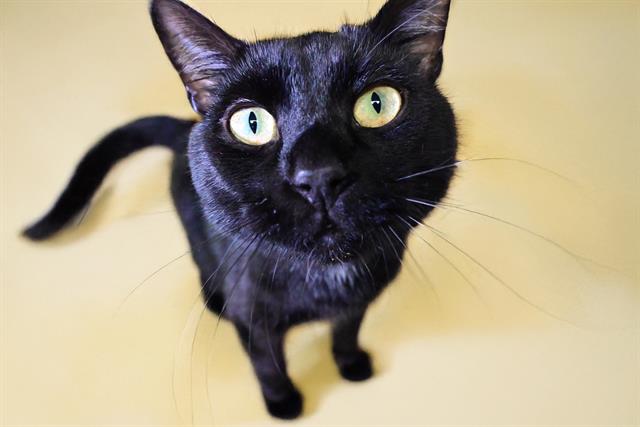adoptable Cat in Fort Lauderdale, FL named NAVI