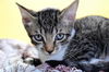 adoptable Cat in  named MARTY