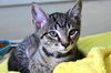 adoptable Cat in  named ELMER