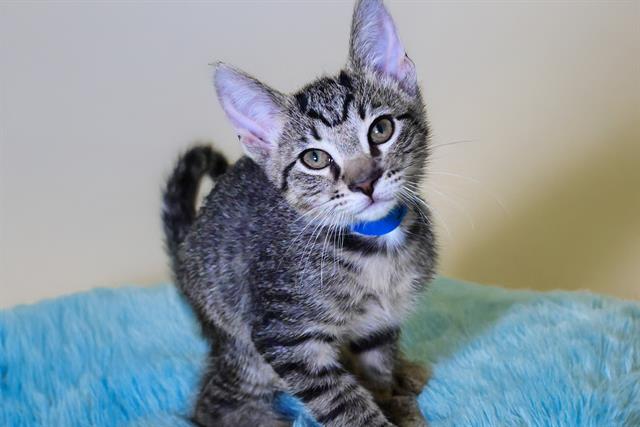 adoptable Cat in Fort Lauderdale, FL named ERNIE