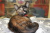 adoptable Cat in  named ZARA