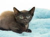 adoptable Cat in  named ZEDD
