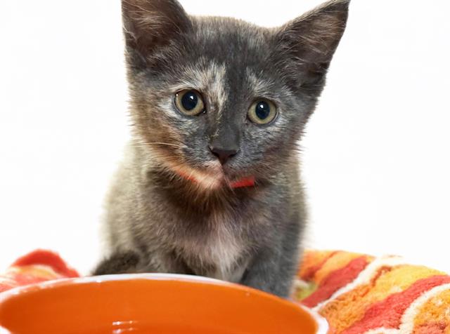 adoptable Cat in Fort Lauderdale, FL named ZOLA