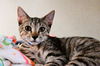 adoptable Cat in  named TYLER