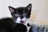 adoptable Cat in  named BLAIR