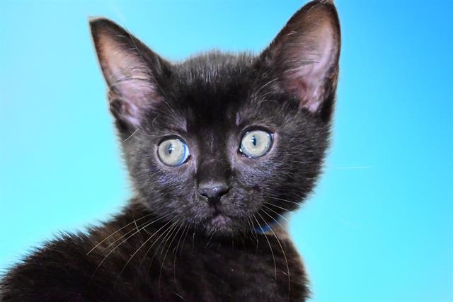 adoptable Cat in Fort Lauderdale, FL named BAEZ