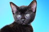 adoptable Cat in  named BAEZ
