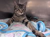 adoptable Cat in  named TURBO