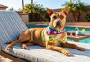 LAVERNE - Photo 1