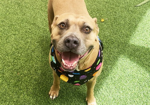 LAVERNE - American Staffordshire Terrier available for adoption