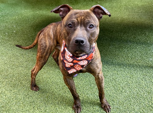 picture of the dog needing adoption