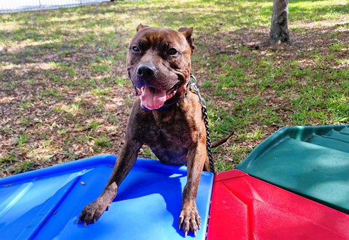 PADDY - Pit Bull Terrier available for adoption