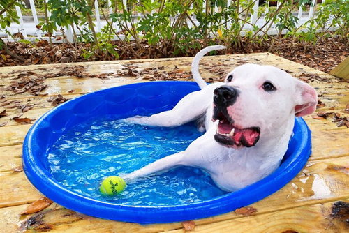 DELTA - Dogo Argentino available for adoption