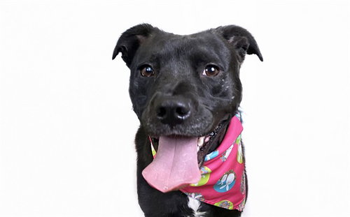 BROWNIE - Pit Bull Terrier for adoption in Hollywood