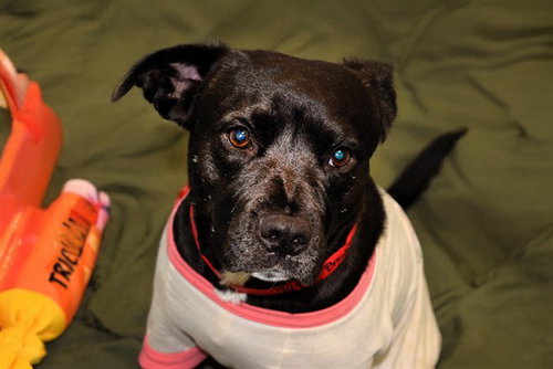 BROWNIE - Pit Bull Terrier for adoption in Davie
