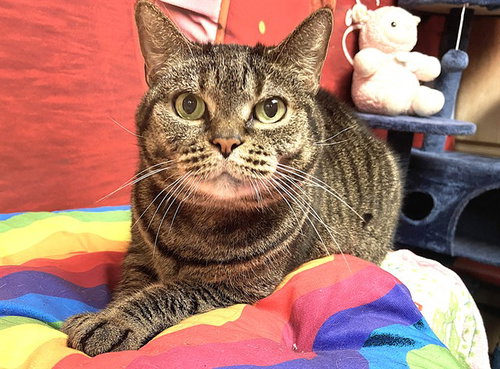 picture of the cat needing adoption