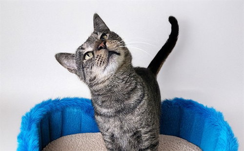 JACK - Domestic Short Hair available for adoption