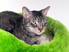 TANNER - Photo 1