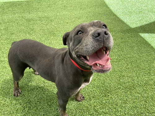 JESSABELLE - American Staffordshire Terrier for adoption in Hollywood