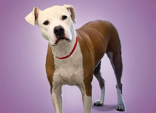 KAHALEESI - American Staffordshire Terrier for adoption in Hollywood