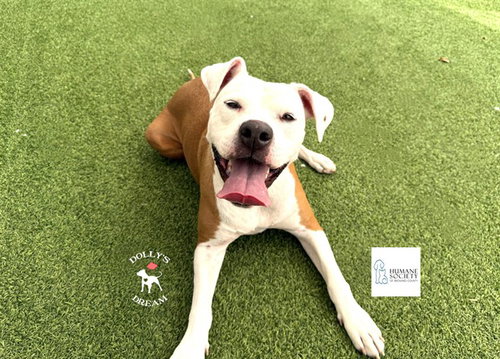 KAHALEESI, an adoptable American Staffordshire Terrier in Ft Lauderdale, FL