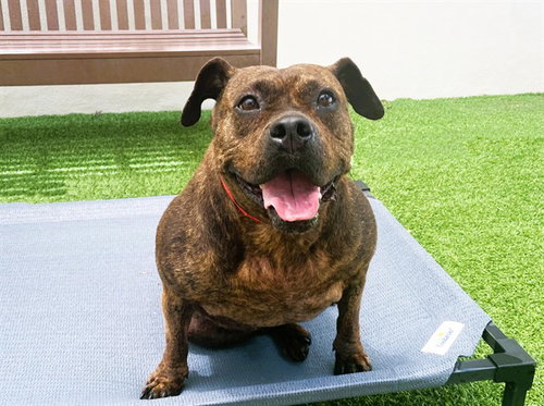 JENNY - American Staffordshire Terrier available for adoption