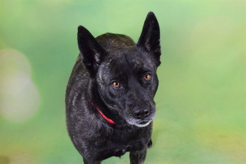 PRINCESS - Labrador Retriever for adoption in Hollywood