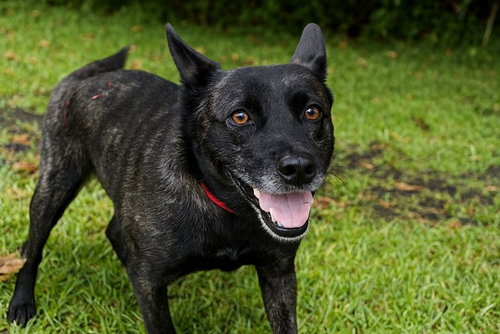PRINCESS - Labrador Retriever available for adoption