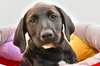 MABEL - Photo 1
