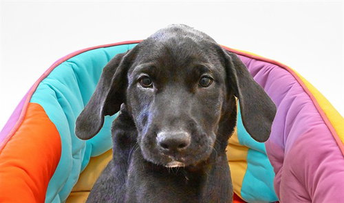 BERTHA - Labrador Retriever for adoption in Hollywood