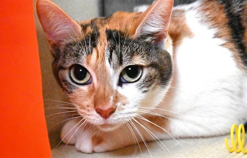 SARAH, an adoptable Domestic Short Hair in Ft Lauderdale, FL