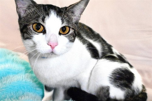 DRAKE - Domestic Short Hair available for adoption
